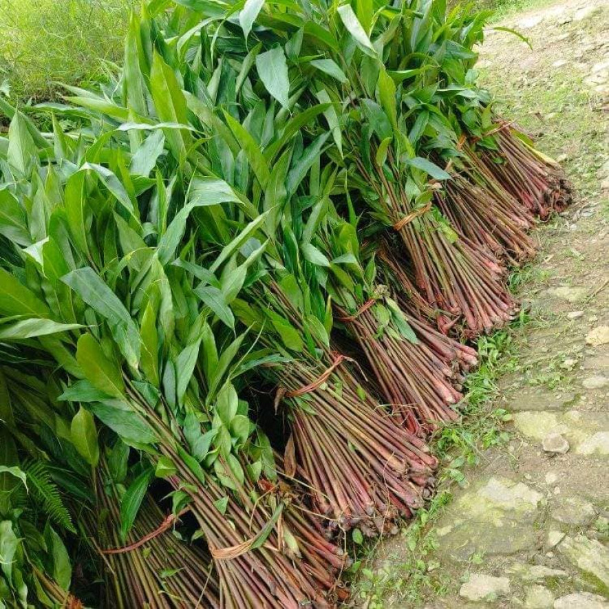 अलैंचीको मूल्य उच्च भएपछि बिरुवाको माग पनि उच्च